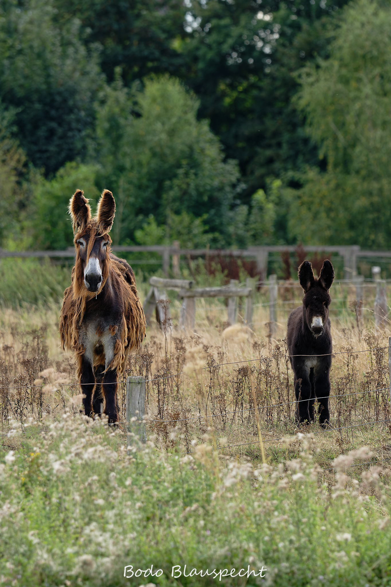08.23 16.22 36   Poitou Esel   Steveraue WEB